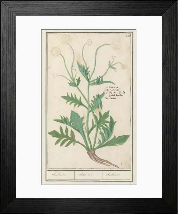 Framed Print : Scabiosa or Knautia, 1596-1610. Creators: Anselmus de Boodt, Elias Verhulst Framed Print : Scabiosa or Knautia, 1596-1610. Creators: Anselmus de Boodt, Elias Verhulst
