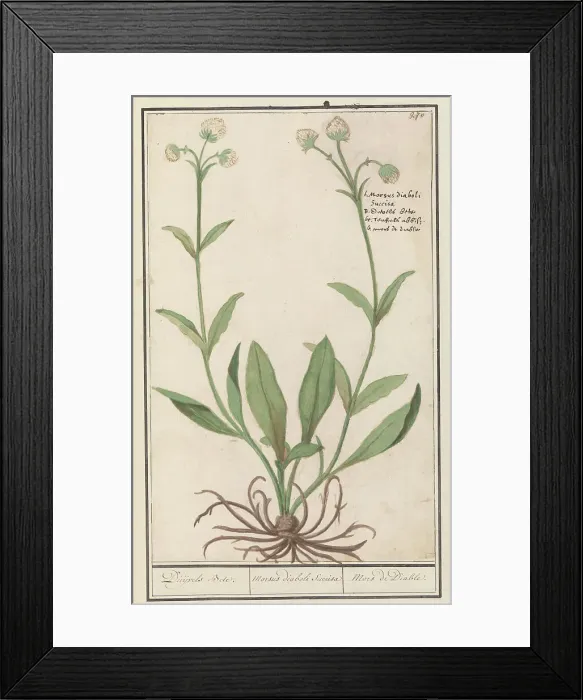 Framed Print : White-coloured blue button (Succisa), 1596-1610. Creators: Anselmus de Boodt, Elias Verhulst Framed Print : White-coloured blue button (Succisa), 1596-1610. Creators: Anselmus de Boodt, Elias Verhulst