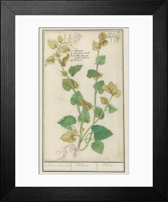 Framed Print : Garlic mustard (Alliaria), 1596-1610. Creators: Anselmus de Boodt, Elias Verhulst Framed Print : Garlic mustard (Alliaria), 1596-1610. Creators: Anselmus de Boodt, Elias Verhulst