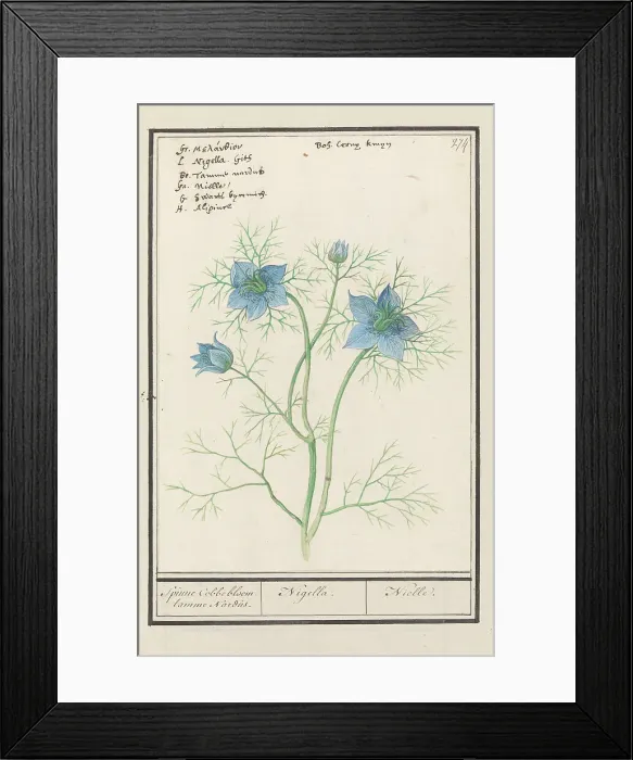 Framed Print : Love-in-a-mist (Nigella Damascena, Damselfly-in-green), 1596-1610. Creators: Anselmus de Boodt, Elias Verhulst Framed Print : Love-in-a-mist (Nigella Damascena, Damselfly-in-green), 1596-1610. Creators: Anselmus de Boodt, Elias Verhulst