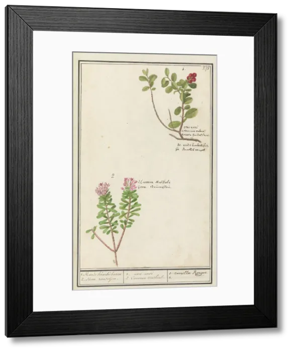 Framed Print : Bearberry (Arctostaphylos uva-ursi) and Hot pepper sapling (Daphne cneorum ), 1596-1610. Creators: Anselmus de Boodt, Elias Verhulst Framed Print : Bearberry (Arctostaphylos uva-ursi) and Hot pepper sapling (Daphne cneorum ), 1596-1610. Creators: Anselmus de Boodt, Elias Verhulst
