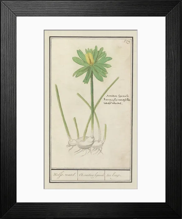 Framed Print : Winter aconite (Eranthis hyemalis), 1596-1610. Creators: Anselmus de Boodt, Elias Verhulst Framed Print : Winter aconite (Eranthis hyemalis), 1596-1610. Creators: Anselmus de Boodt, Elias Verhulst