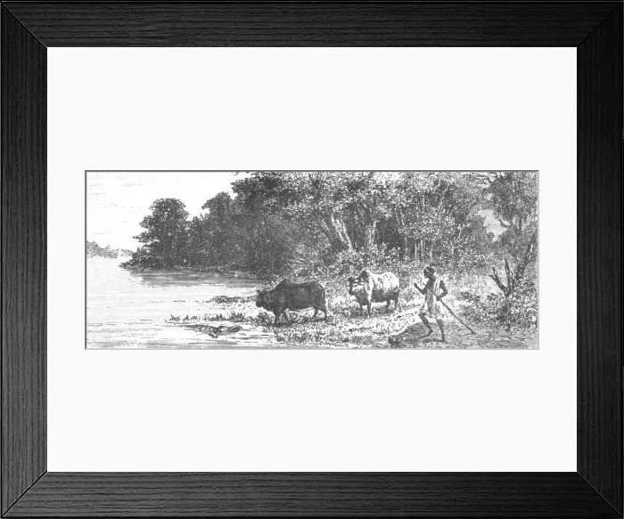Framed Print : Crocodile attempting to seize an Ox; Journey from the Senegal to the Niger, 1875. Creator: Unknown Framed Print : Crocodile attempting to seize an Ox; Journey from the Senegal to the Niger, 1875. Creator: Unknown
