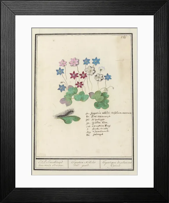 Framed Print : Liver flower (Anemone hepatica, old name: Hepatica nobilis), 1596-1610. Creators: Anselmus de Boodt, Elias Verhulst Framed Print : Liver flower (Anemone hepatica, old name: Hepatica nobilis), 1596-1610. Creators: Anselmus de Boodt, Elias Verhulst