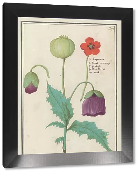 Poppy, 1596-1610. Creators: Anselmus de Boodt, Elias Verhulst