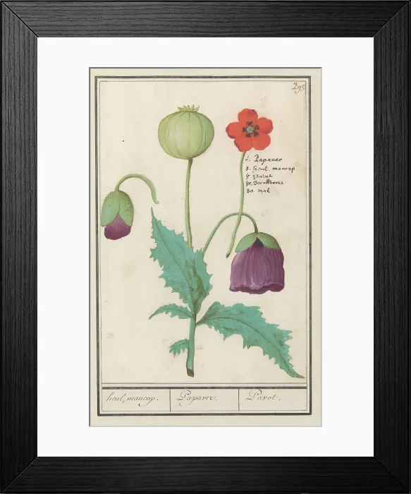 Framed Print : Poppy, 1596-1610. Creators: Anselmus de Boodt, Elias Verhulst Framed Print : Poppy, 1596-1610. Creators: Anselmus de Boodt, Elias Verhulst