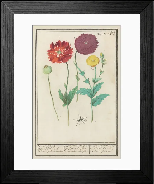 Framed Print : Poppy, 1596-1610. Creators: Anselmus de Boodt, Elias Verhulst Framed Print : Poppy, 1596-1610. Creators: Anselmus de Boodt, Elias Verhulst