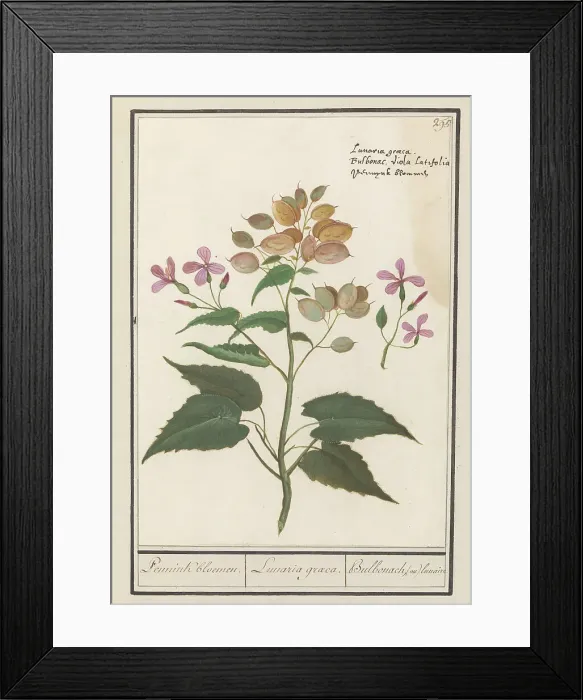 Framed Print : Honesty (Lunaria Annua), 1596-1610. Creators: Anselmus de Boodt, Elias Verhulst Framed Print : Honesty (Lunaria Annua), 1596-1610. Creators: Anselmus de Boodt, Elias Verhulst