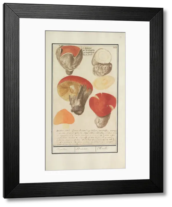 Framed Print : Boletes (Boletales), 1596-1610. Creators: Anselmus de Boodt, Elias Verhulst Framed Print : Boletes (Boletales), 1596-1610. Creators: Anselmus de Boodt, Elias Verhulst