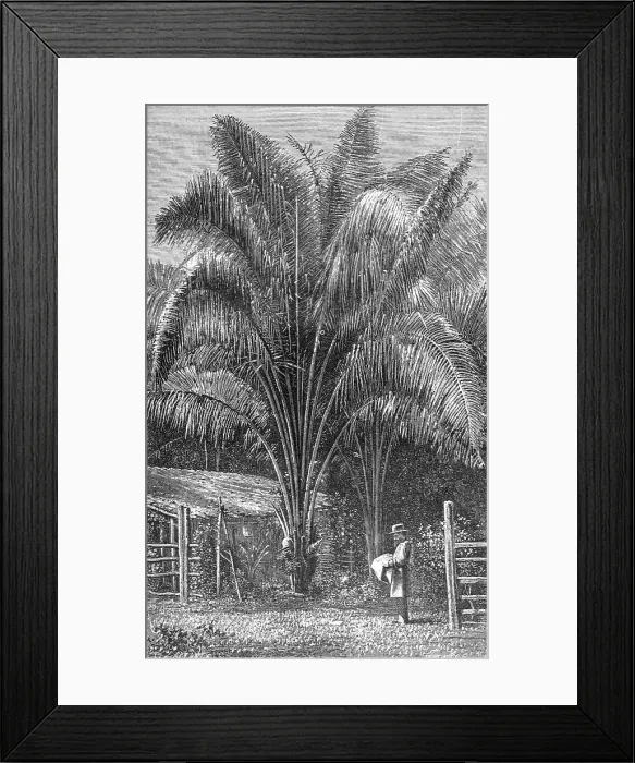 Framed Print : The Inaja Palm; The Palms of Tropical America, 1875. Creator: Unknown Framed Print : The Inaja Palm; The Palms of Tropical America, 1875. Creator: Unknown