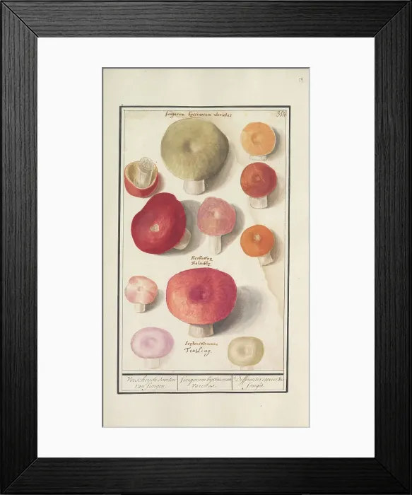 Framed Print : Boletes (Boletales), 1596-1610. Creators: Anselmus de Boodt, Elias Verhulst Framed Print : Boletes (Boletales), 1596-1610. Creators: Anselmus de Boodt, Elias Verhulst