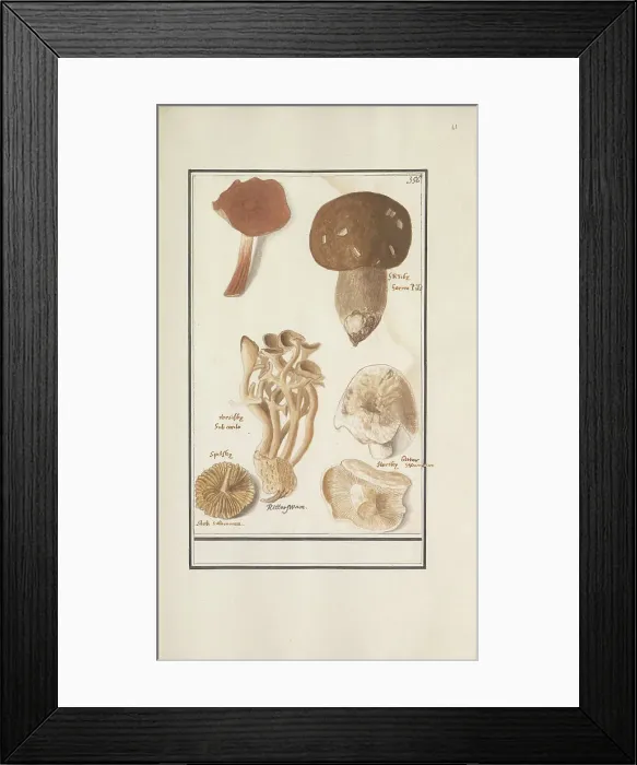 Framed Print : Mushrooms, 1596-1610. Creators: Anselmus de Boodt, Elias Verhulst Framed Print : Mushrooms, 1596-1610. Creators: Anselmus de Boodt, Elias Verhulst