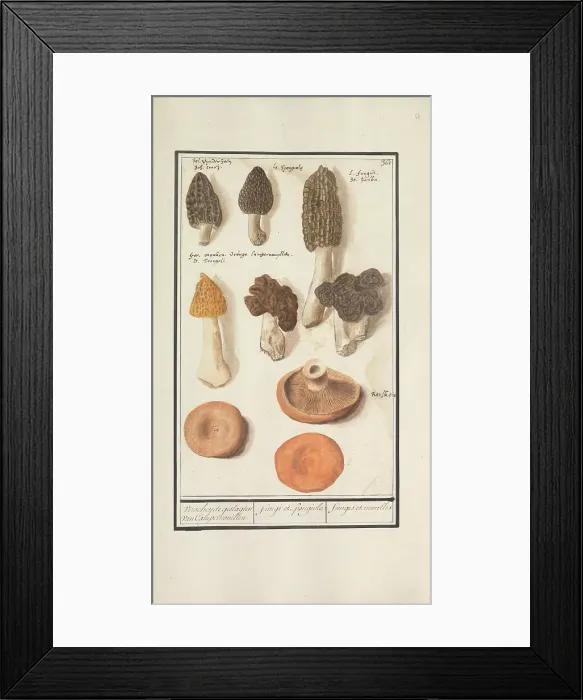 Framed Print : Morels (Morchella), 1596-1610. Creators: Anselmus de Boodt, Elias Verhulst Framed Print : Morels (Morchella), 1596-1610. Creators: Anselmus de Boodt, Elias Verhulst