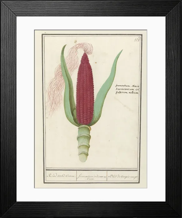 Framed Print : Ornamental corn (Zea mays), 1596-1610. Creators: Anselmus de Boodt, Elias Verhulst Framed Print : Ornamental corn (Zea mays), 1596-1610. Creators: Anselmus de Boodt, Elias Verhulst