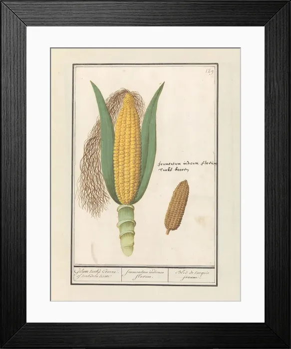 Framed Print : Corn (Zea Mays), 1596-1610. Creators: Anselmus de Boodt, Elias Verhulst Framed Print : Corn (Zea Mays), 1596-1610. Creators: Anselmus de Boodt, Elias Verhulst