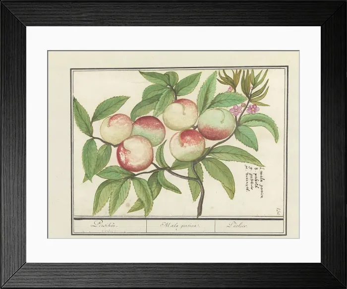 Framed Print : Peach, 1596-1610. Creators: Anselmus de Boodt, Elias Verhulst