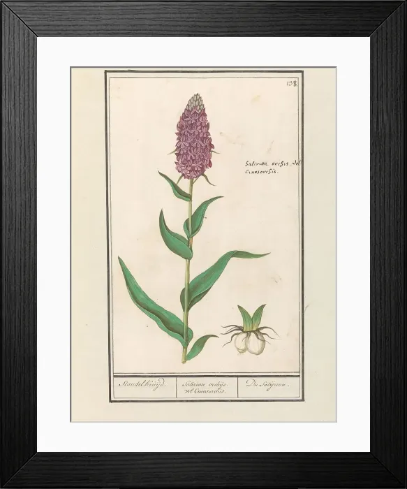 Framed Print : Marsh orchid (Dactylorhiza majalis), 1596-1610. Creators: Anselmus de Boodt, Elias Verhulst