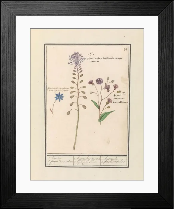 Framed Print : Crested Hyacinth (Muscari comosum) and Cornflower (Centaurie), 1596-1610. Creators: Anselmus de Boodt, Elias Verhulst Framed Print : Crested Hyacinth (Muscari comosum) and Cornflower (Centaurie), 1596-1610. Creators: Anselmus de Boodt, Elias Verhulst