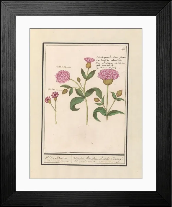 Framed Print : Cuckoo flower (Silene dioica), 1596-1610. Creators: Anselmus de Boodt, Elias Verhulst Framed Print : Cuckoo flower (Silene dioica), 1596-1610. Creators: Anselmus de Boodt, Elias Verhulst