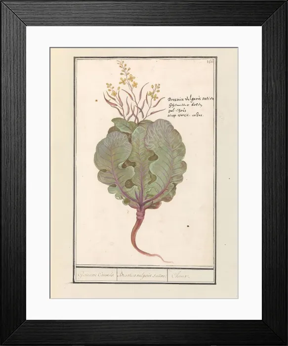 Framed Print : Cabbage (Brassica oleracea), 1596-1610. Creators: Anselmus de Boodt, Elias Verhulst Framed Print : Cabbage (Brassica oleracea), 1596-1610. Creators: Anselmus de Boodt, Elias Verhulst