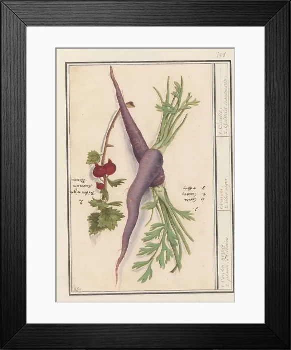 Framed Print : Carrot (Daucus carota) and red currant (Ribes rubrum), 1596-1610. Creators: Anselmus de Boodt, Elias Verhulst Framed Print : Carrot (Daucus carota) and red currant (Ribes rubrum), 1596-1610. Creators: Anselmus de Boodt, Elias Verhulst