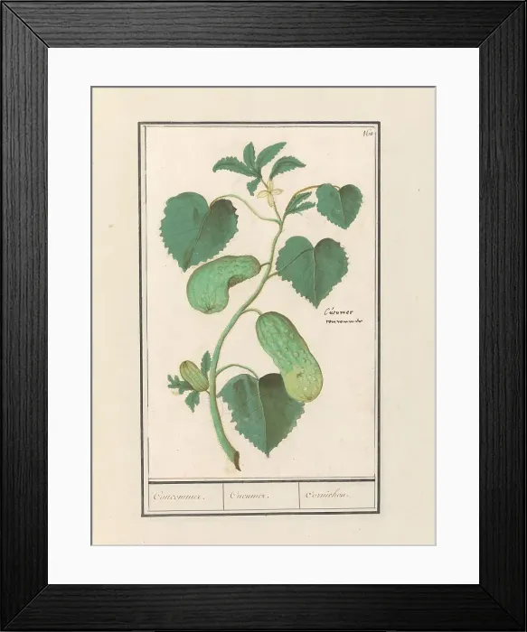 Framed Print : Cucumber (Cucumis sativus), 1596-1610. Creators: Anselmus de Boodt, Elias Verhulst Framed Print : Cucumber (Cucumis sativus), 1596-1610. Creators: Anselmus de Boodt, Elias Verhulst