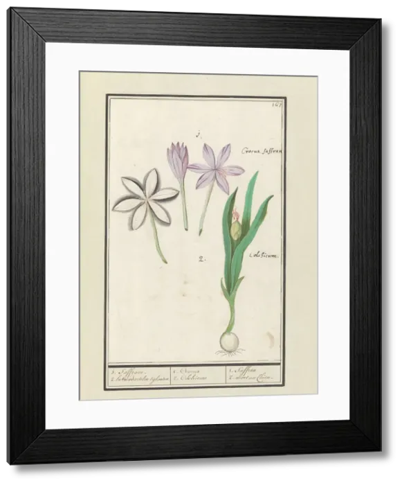 Framed Print : Autumn crocus (Colchicum autumnale), 1596-1610. Creators: Anselmus de Boodt, Elias Verhulst Framed Print : Autumn crocus (Colchicum autumnale), 1596-1610. Creators: Anselmus de Boodt, Elias Verhulst