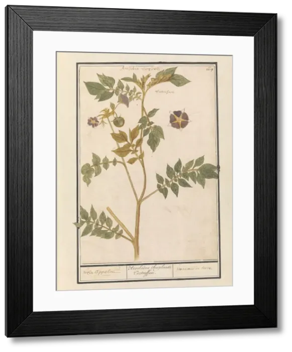 Framed Print : Potato (Solanum Tuberosum), 1596-1610. Creators: Anselmus de Boodt, Elias Verhulst Framed Print : Potato (Solanum Tuberosum), 1596-1610. Creators: Anselmus de Boodt, Elias Verhulst