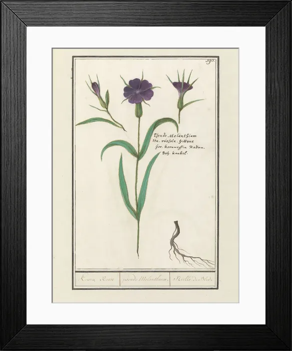 Framed Print : Bolderik (AgroStemma Gitage), 1596-1610. Creators: Anselmus de Boodt, Elias Verhulst Framed Print : Bolderik (AgroStemma Gitage), 1596-1610. Creators: Anselmus de Boodt, Elias Verhulst