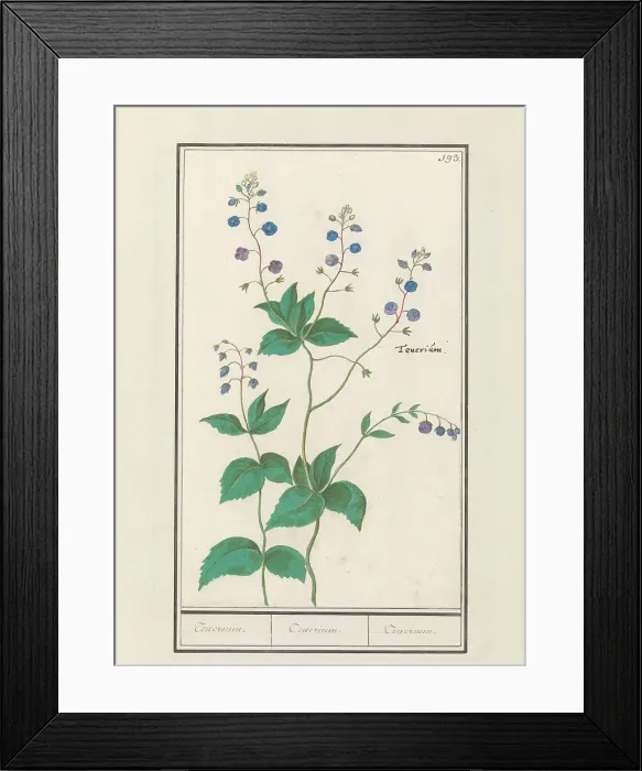Framed Print : Speedwell or germander speedwelll (Veronica chamaedrys), 1596-1610. Creators: Anselmus de Boodt, Elias Verhulst Framed Print : Speedwell or germander speedwelll (Veronica chamaedrys), 1596-1610. Creators: Anselmus de Boodt, Elias Verhulst