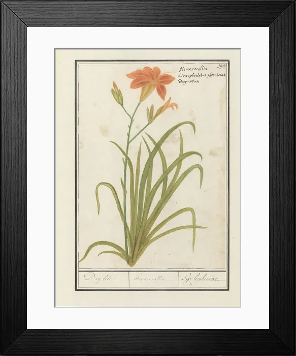 Framed Print : Orange Daylily (Hemerocallis), 1596-1610. Creators: Anselmus de Boodt, Elias Verhulst Framed Print : Orange Daylily (Hemerocallis), 1596-1610. Creators: Anselmus de Boodt, Elias Verhulst