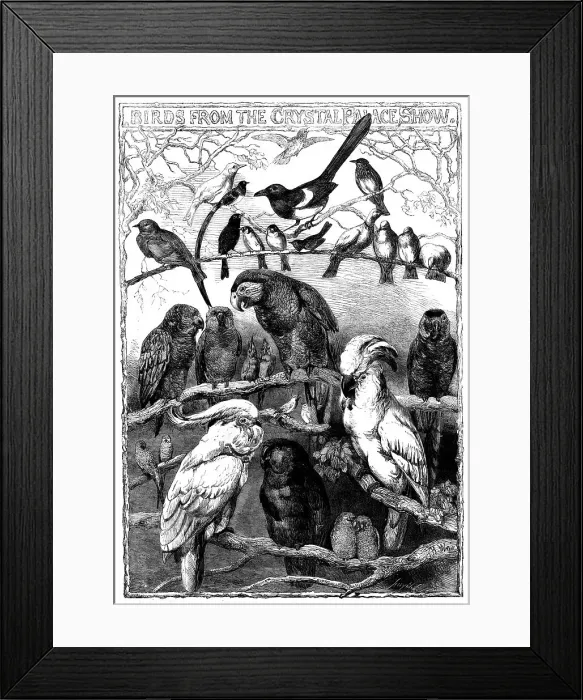 Framed Print : Birds from the Crystal Palace Show, 1858. Creator: Smyth Framed Print : Birds from the Crystal Palace Show, 1858. Creator: Smyth