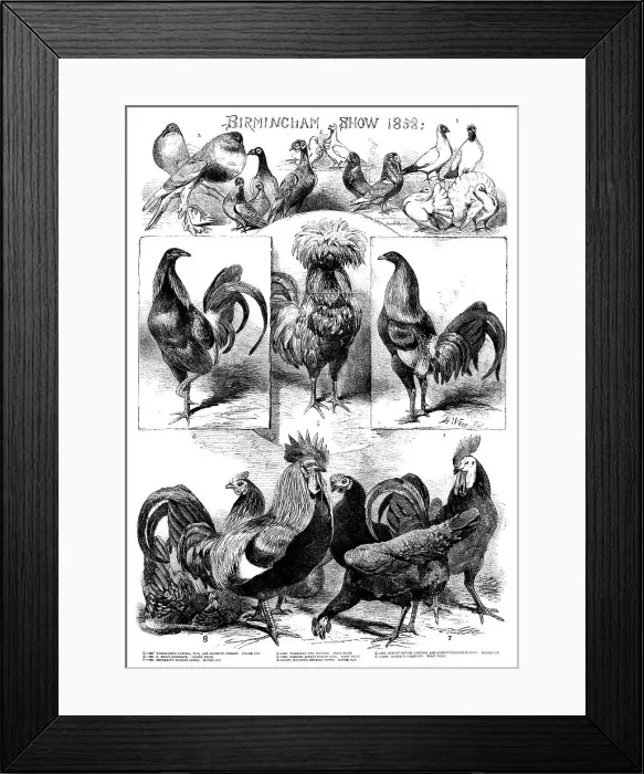 Framed Print : Birmingham Show, 1858. Creator: Harrison Weir Framed Print : Birmingham Show, 1858. Creator: Harrison Weir