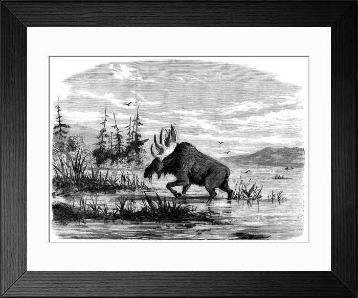 Framed Print : Moose-hunting in Canada - a Bull Moose feeding, 1858. Creator: Unknown Framed Print : Moose-hunting in Canada - a Bull Moose feeding, 1858. Creator: Unknown