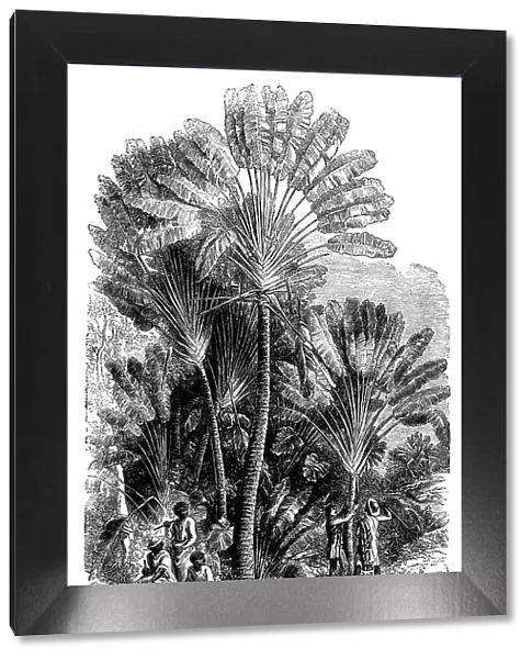 Sketches from Madagascar - the Traveller's-tree (Urania speciosa), 1858. Creator: Josiah Wood Whymper