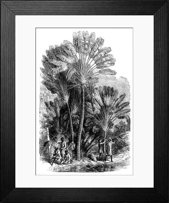 Framed Print : Sketches from Madagascar - the Traveller's-tree (Urania speciosa), 1858. Creator: Josiah Wood Whymper Framed Print : Sketches from Madagascar - the Traveller's-tree (Urania speciosa), 1858. Creator: Josiah Wood Whymper