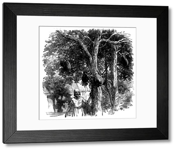 Framed Print : Sketches from Madagascar - Bread-fruit - the Artocarpus integrifolia, or Jack-tree, 1858. Creator: Unknown Framed Print : Sketches from Madagascar - Bread-fruit - the Artocarpus integrifolia, or Jack-tree, 1858. Creator: Unknown