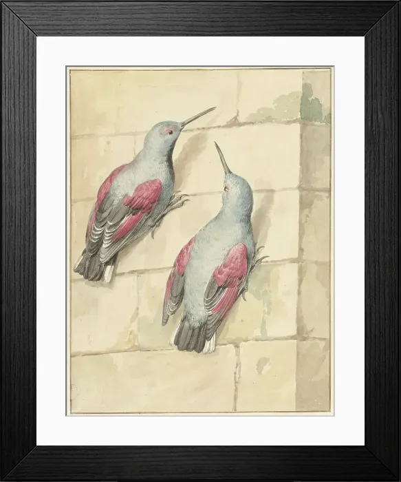 Framed Print : Two wallcreepers, blue and purple, on a wall, 1720-1792. Creator: Aert Schouman Framed Print : Two wallcreepers, blue and purple, on a wall, 1720-1792. Creator: Aert Schouman