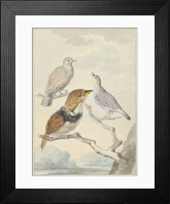 Framed Print : Three birds, two incad pigeons and a collared puffbird, 1753. Creator: Aert Schouman Framed Print : Three birds, two incad pigeons and a collared puffbird, 1753. Creator: Aert Schouman