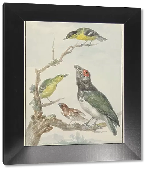 Four Different Birds on a Branch, c.1730-c.1792. Creator: Aert Schouman