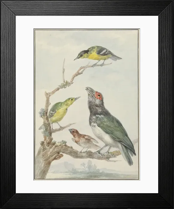 Framed Print : Four Different Birds on a Branch, c.1730-c.1792. Creator: Aert Schouman Framed Print : Four Different Birds on a Branch, c.1730-c.1792. Creator: Aert Schouman