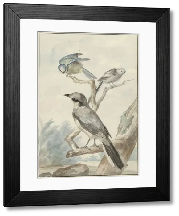 Framed Print : Three birds: a tail tit, a blue tit and a Klapekster or big clawier, 1756. Creator: Aert Schouman Framed Print : Three birds: a tail tit, a blue tit and a Klapekster or big clawier, 1756. Creator: Aert Schouman