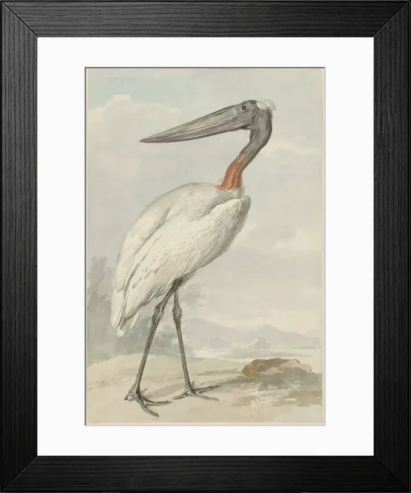 Framed Print : Jabiroe (Jabiroe Mycteria), 1770. Creator: Aert Schouman Framed Print : Jabiroe (Jabiroe Mycteria), 1770. Creator: Aert Schouman