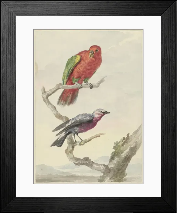 Framed Print : Two birds, including a red-green parrot, 1720-1792. Creator: Aert Schouman Framed Print : Two birds, including a red-green parrot, 1720-1792. Creator: Aert Schouman