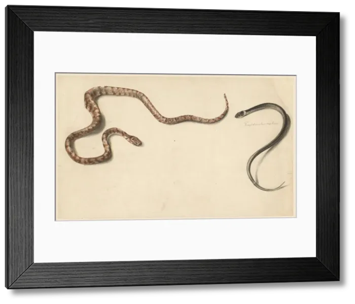 Framed Print : Two tropical snakes, 1824-1900. Creator: Albertus Steenbergen Framed Print : Two tropical snakes, 1824-1900. Creator: Albertus Steenbergen