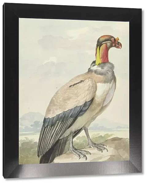 King vulture (Sarcoramphus papa), 1758. Creator: Aert Schouman