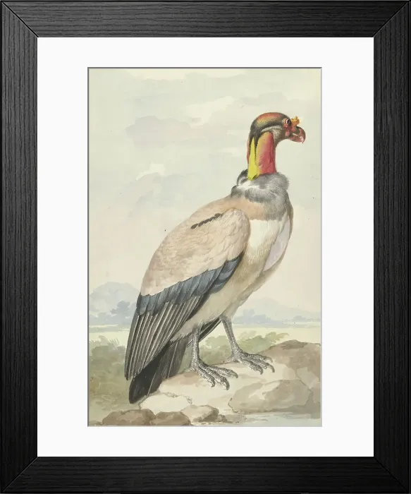 Framed Print : King vulture (Sarcoramphus papa), 1758. Creator: Aert Schouman Framed Print : King vulture (Sarcoramphus papa), 1758. Creator: Aert Schouman