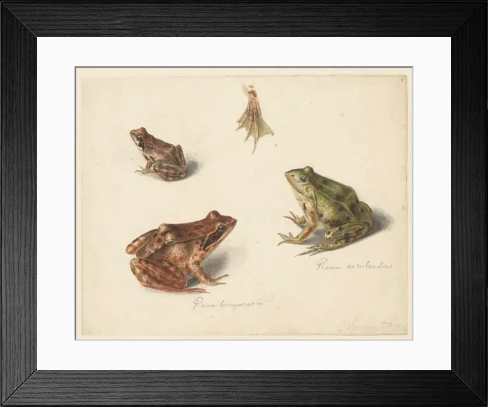 Framed Print : Sheet of studies: green water frog on the left, and brown land frog on the right, 1834. Creator: Albertus Steenbergen Framed Print : Sheet of studies: green water frog on the left, and brown land frog on the right, 1834. Creator: Albertus Steenbergen