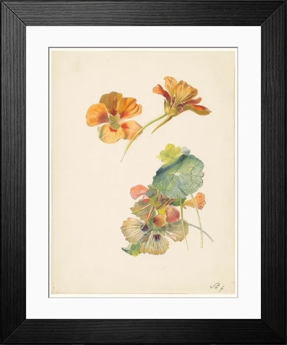 Framed Print : Study sheet with nasturtiums, 1824-1900. Creator: Albertus Steenbergen Framed Print : Study sheet with nasturtiums, 1824-1900. Creator: Albertus Steenbergen