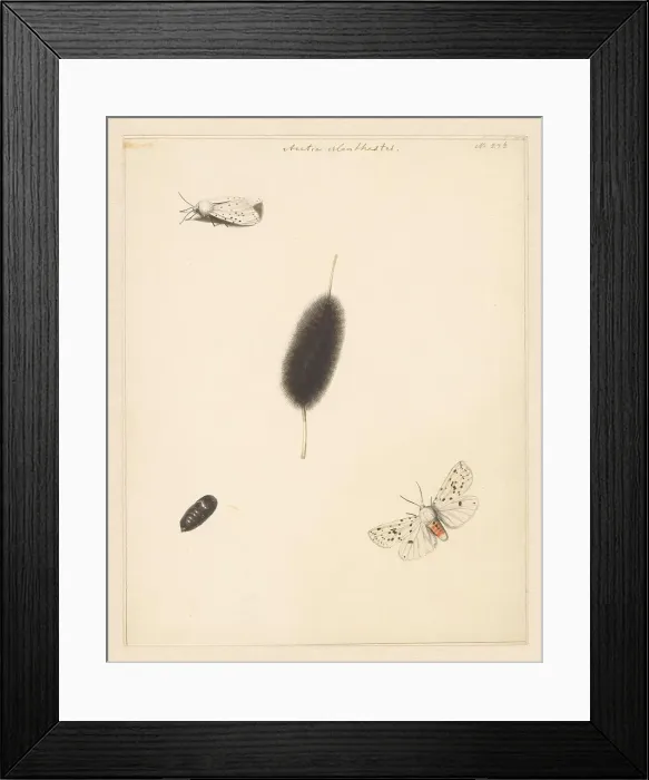 Framed Print : Study sheet with caterpillar, cocoon and moth with spread wings of the Aretia Menthaastri, 1848. Creator: Albertus Steenbergen Framed Print : Study sheet with caterpillar, cocoon and moth with spread wings of the Aretia Menthaastri, 1848. Creator: Albertus Steenbergen
